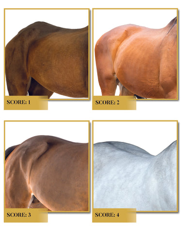 How to Build Muscle on a Horse: Expert Tips